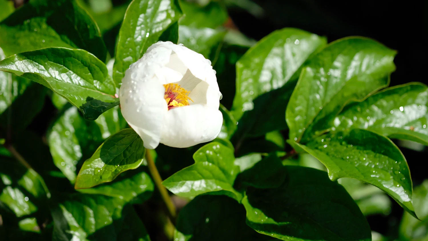 P. DAURICA SUSP. WITTMANNIANA 