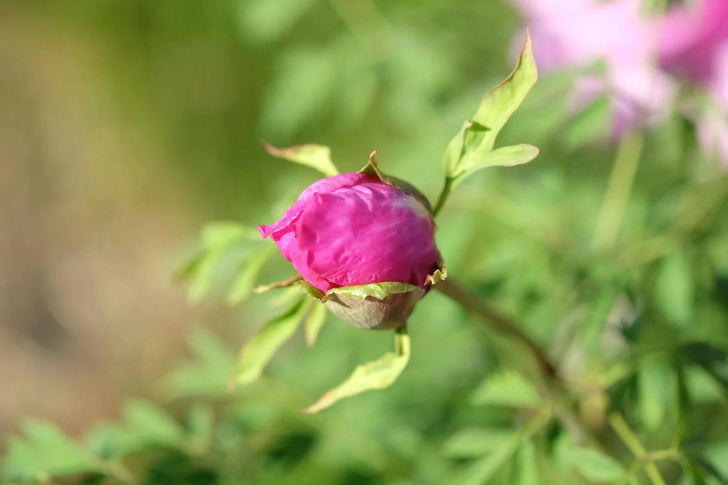 P. DECOMPOSITA