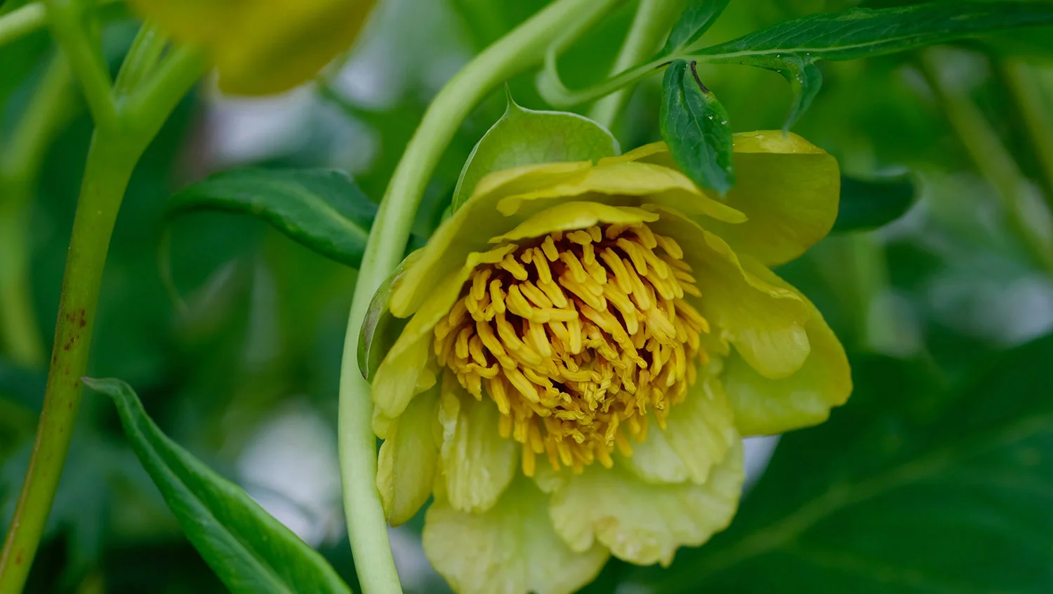 P. DELAVAYI, GRÜNGELB