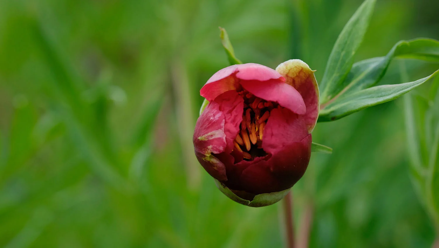 P. DELAVAYI