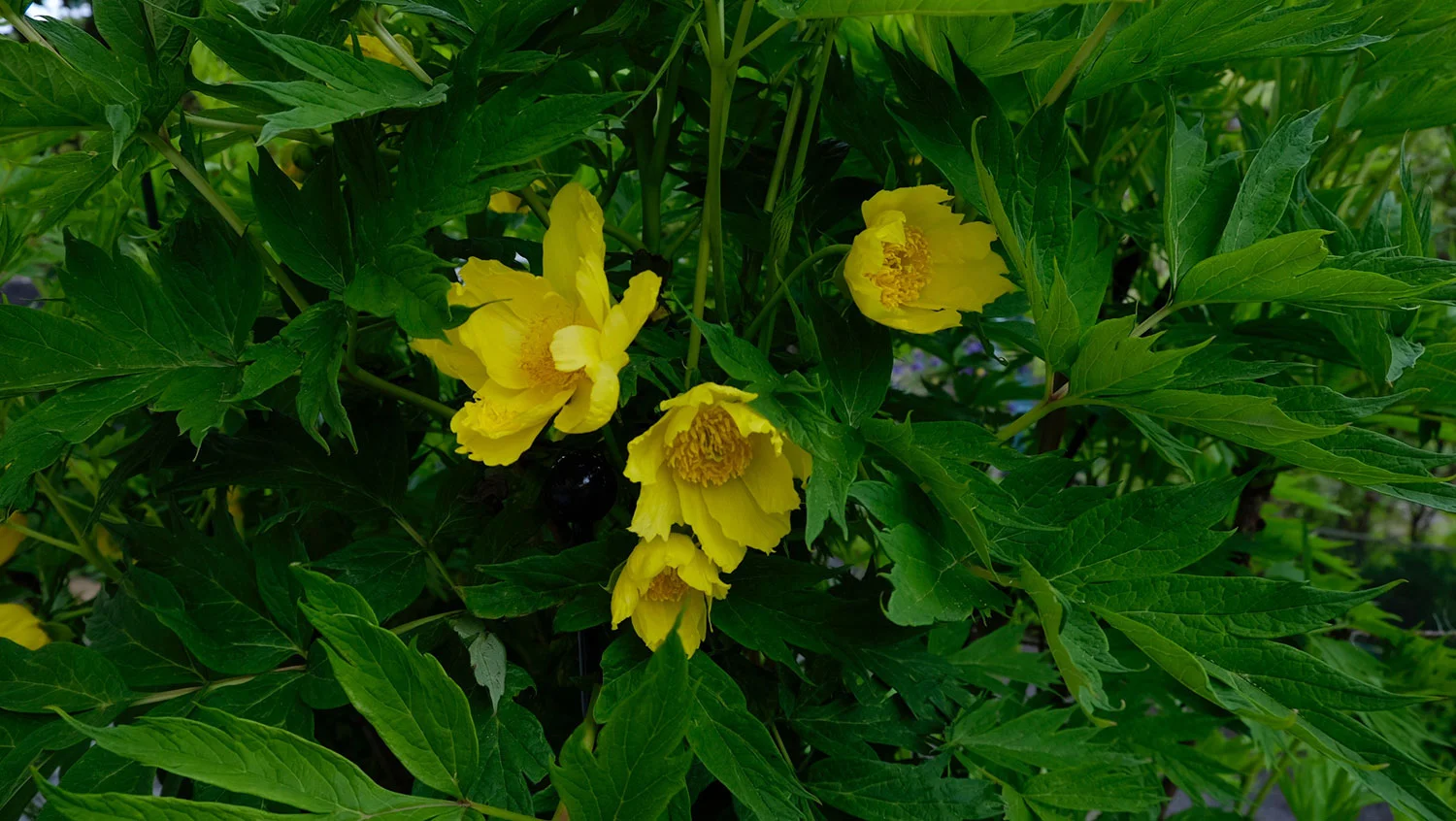 P. DELAVAYI VAR. LUTEA