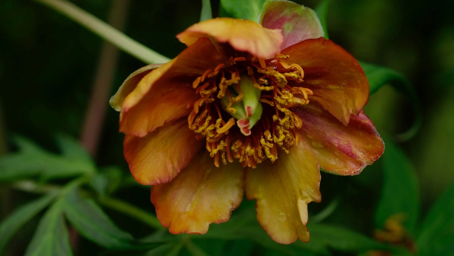 P. DELAVAYI (TROLLIOIDES)