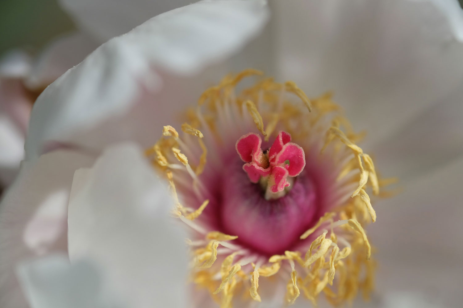 P. OSTII