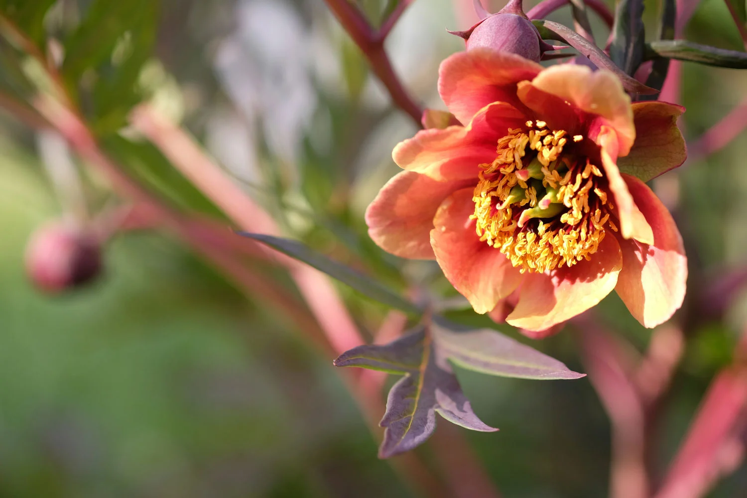 P. PONTANINII VAR. TROLLIOIDES (P. DELAYAYI)