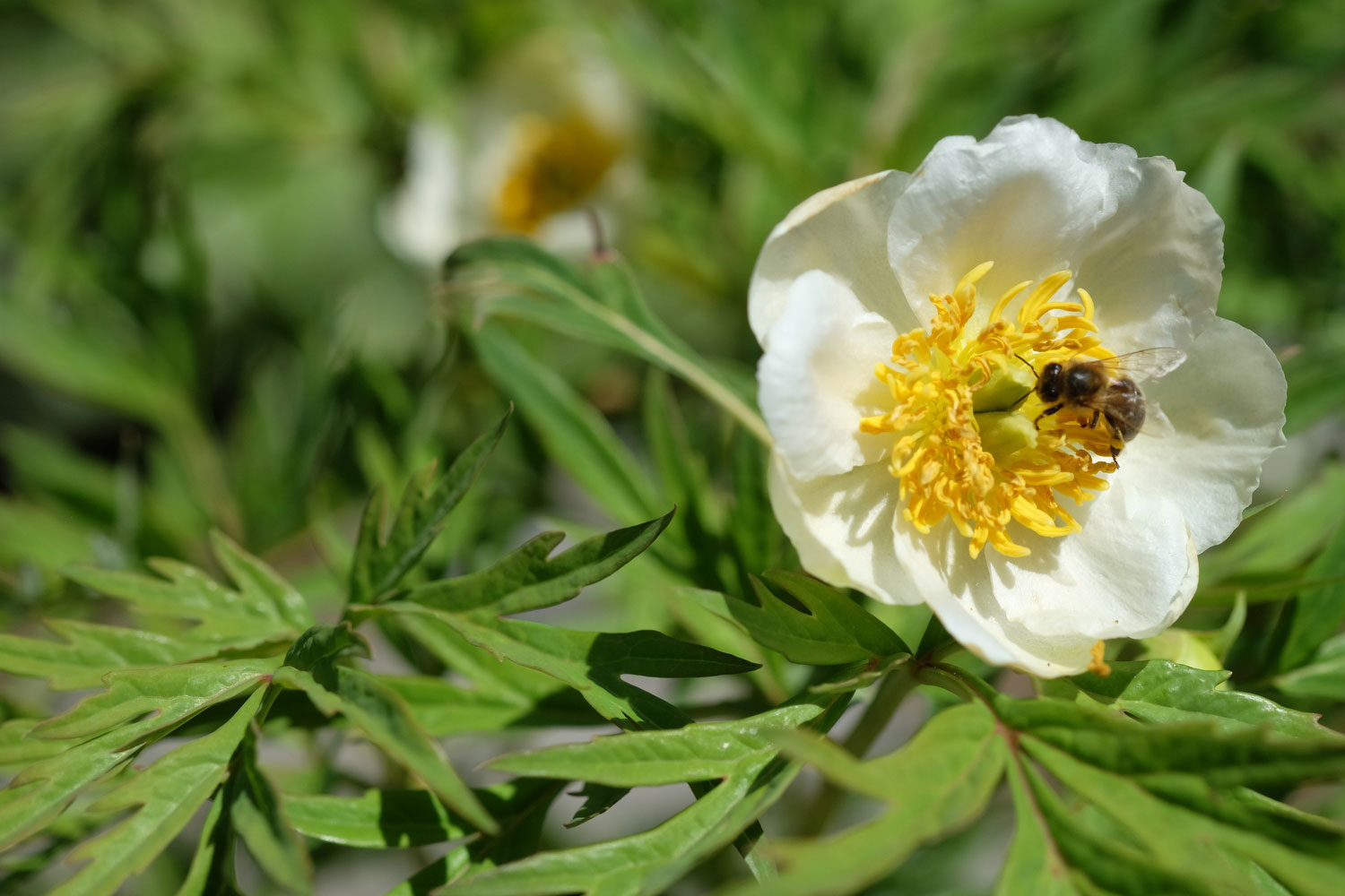 P. PONTANINI, ALBA (P. DELAVAYI)