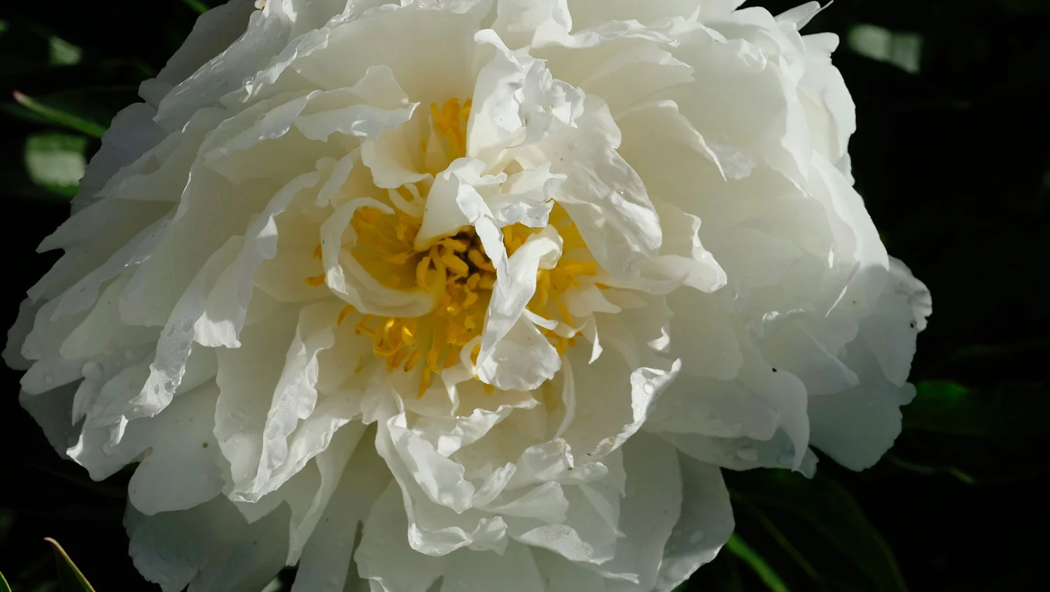 Fringed Ivory