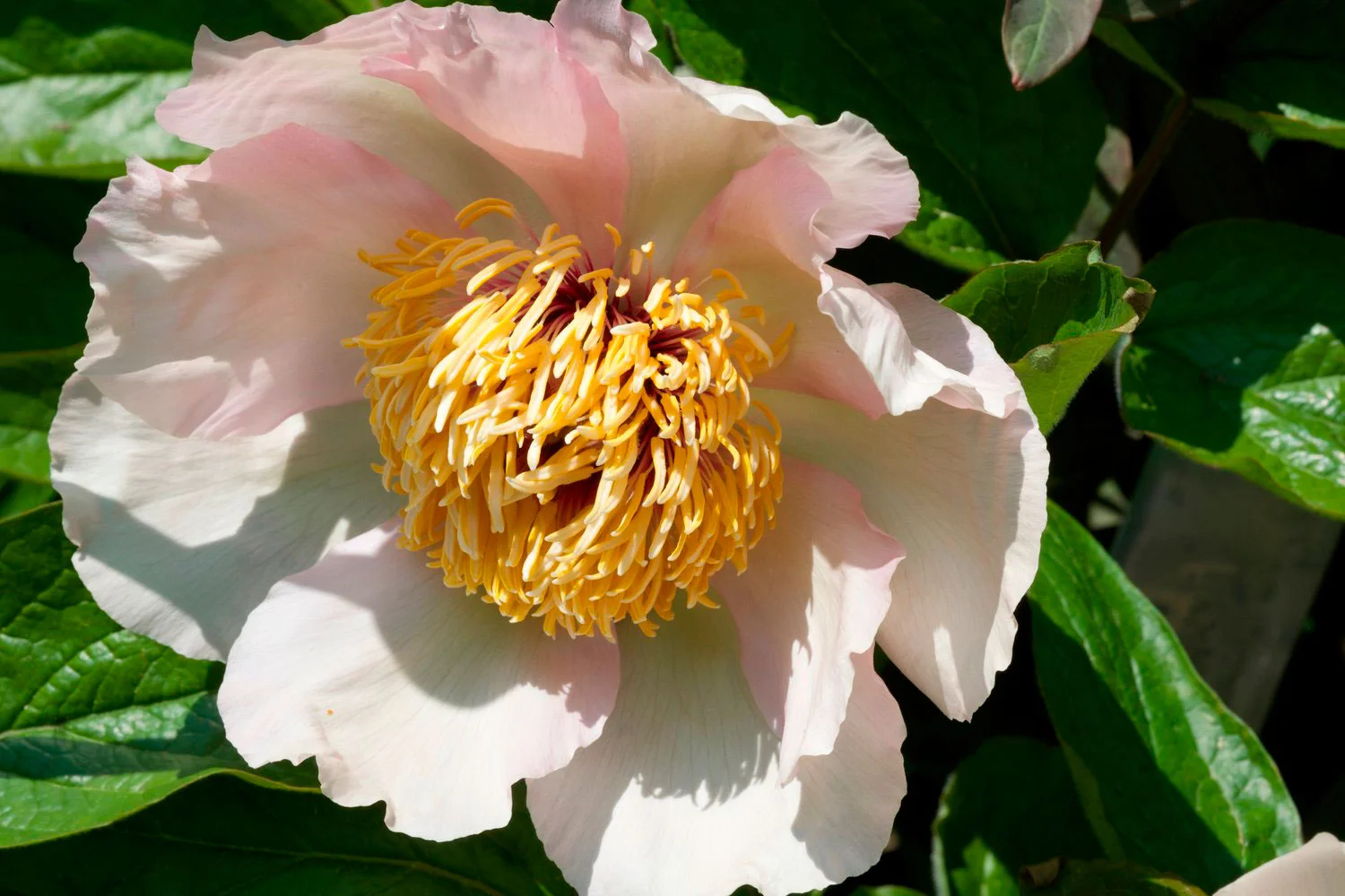 Mai Fleuri