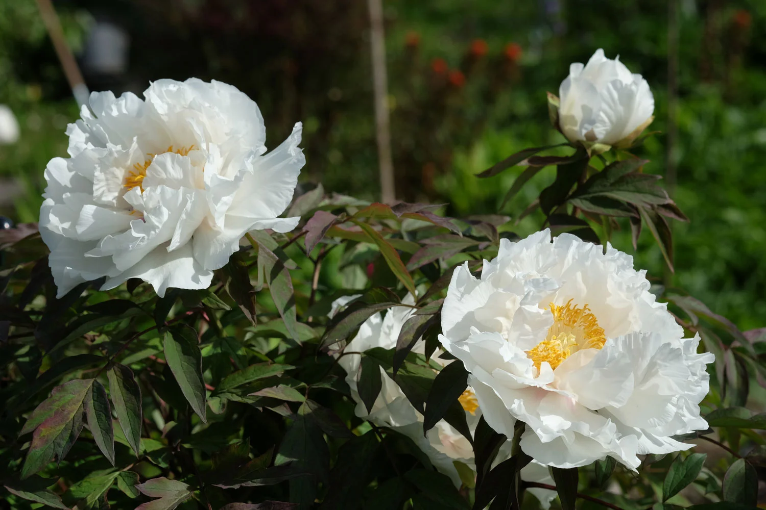 Blanche du Bollwerk