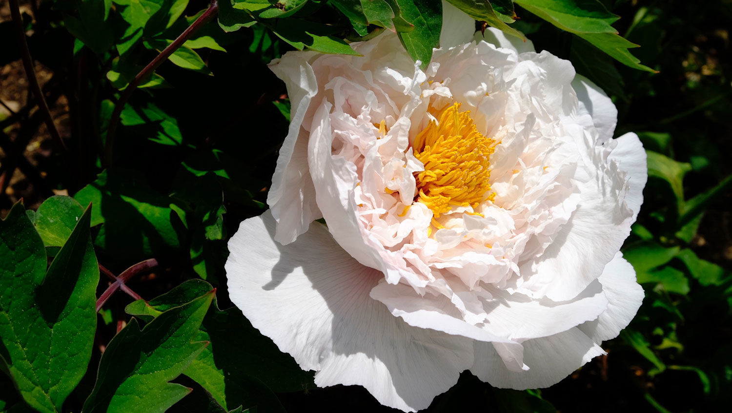 Bing hu xan yu, suff-