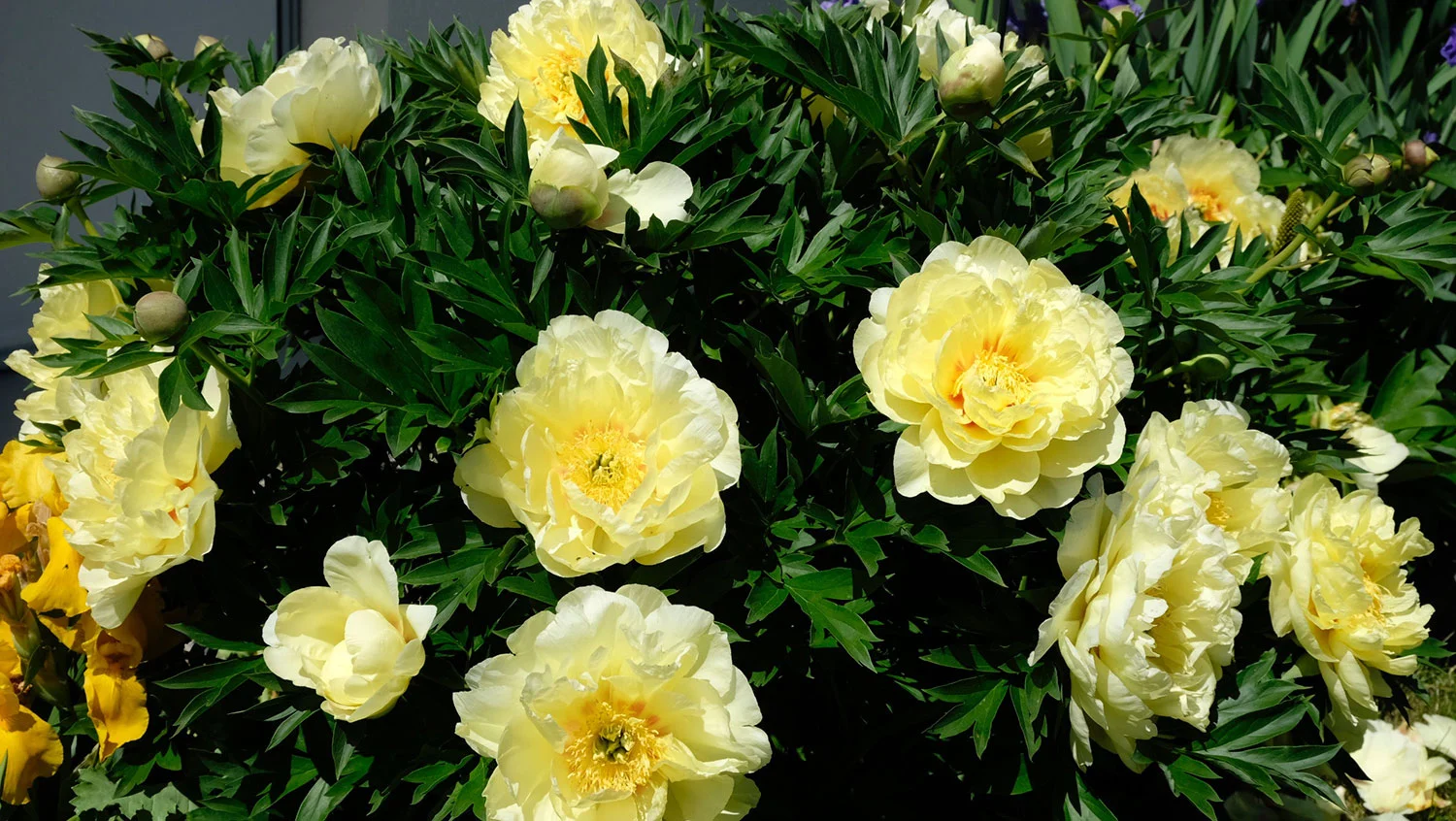 Yellow Heaven