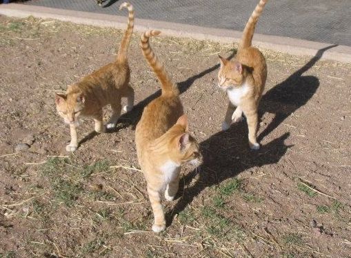 Barn cats