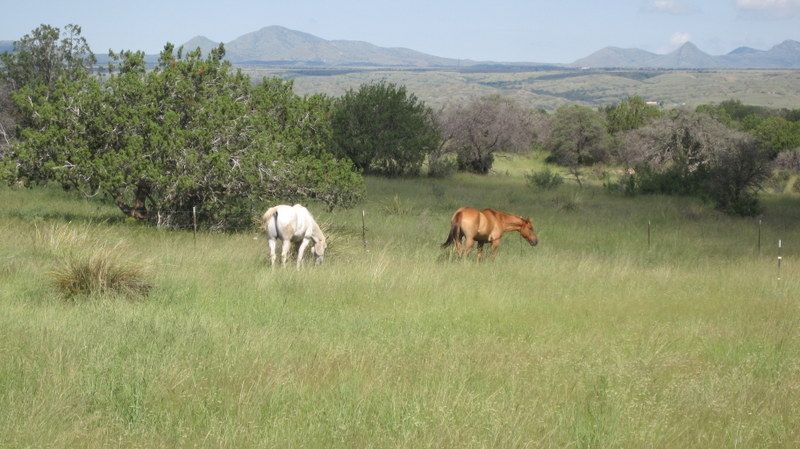 TJ and Lacey Dun in the pasture