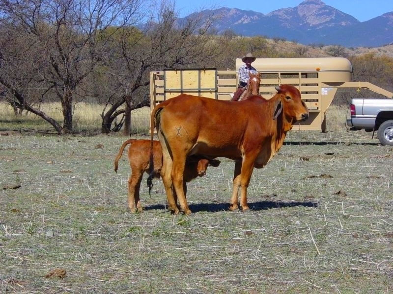 Red brahman cow with calf