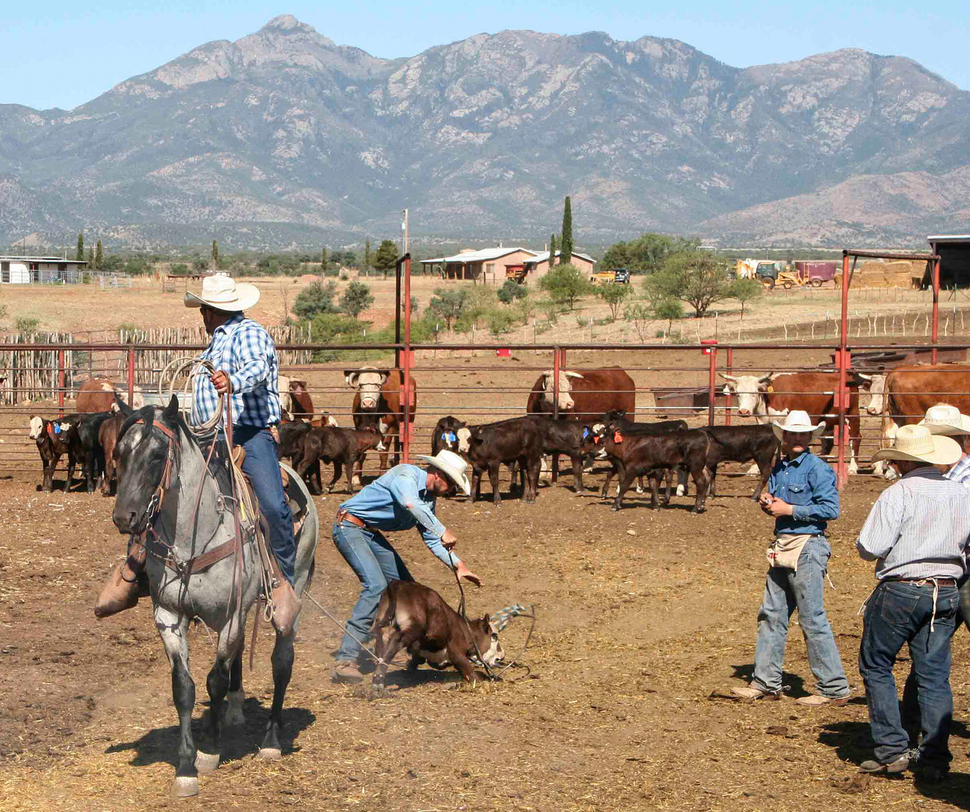Setting the fork prior to branding the calf