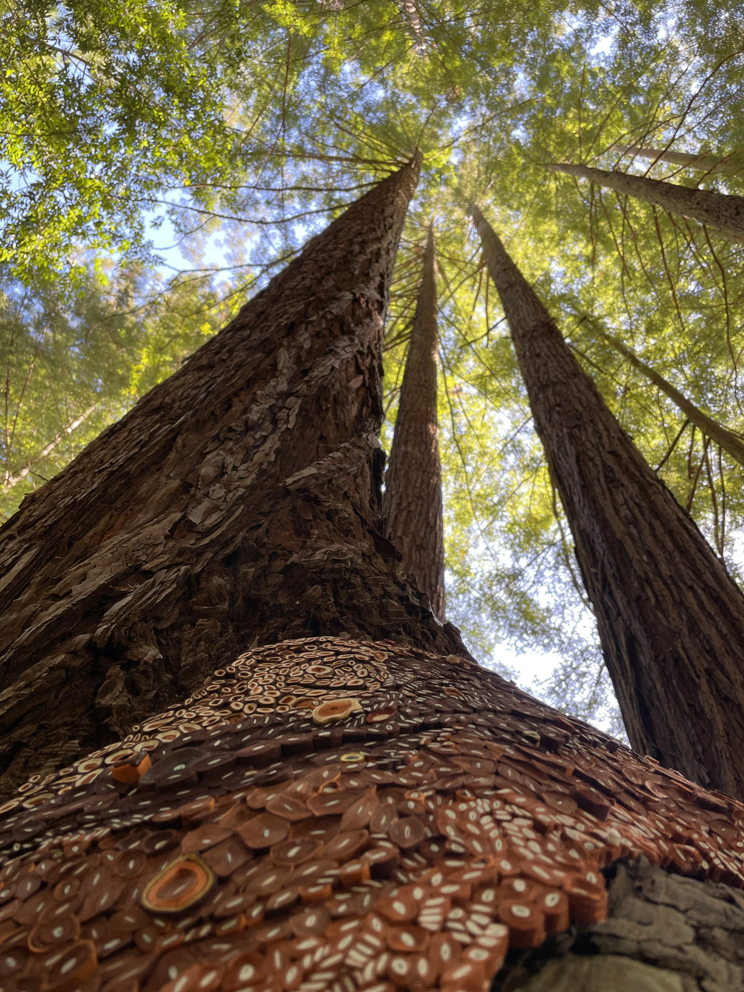 Redwoods_2.JPG