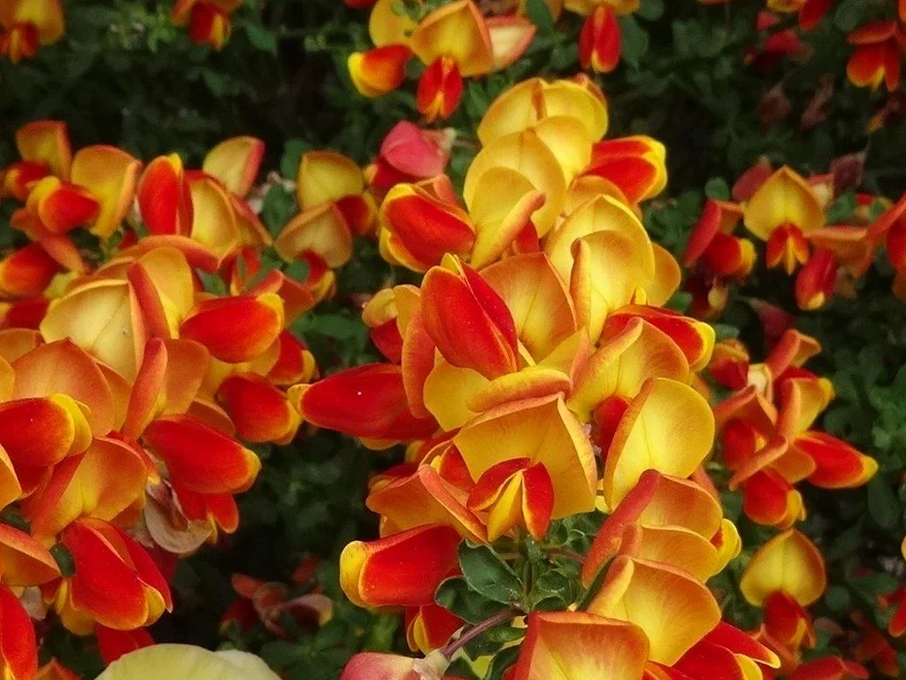 redOnYellow.jpg