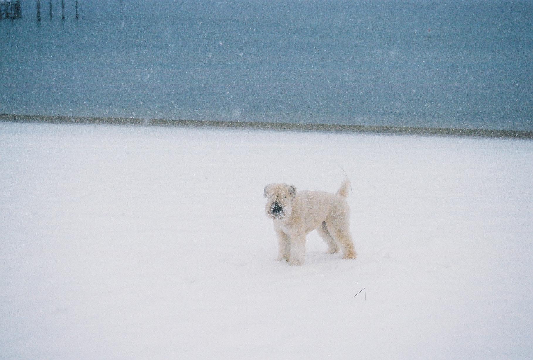 Dogs-48.jpg