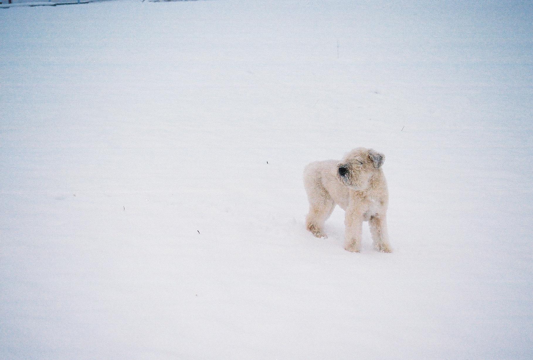 Dogs-61.jpg
