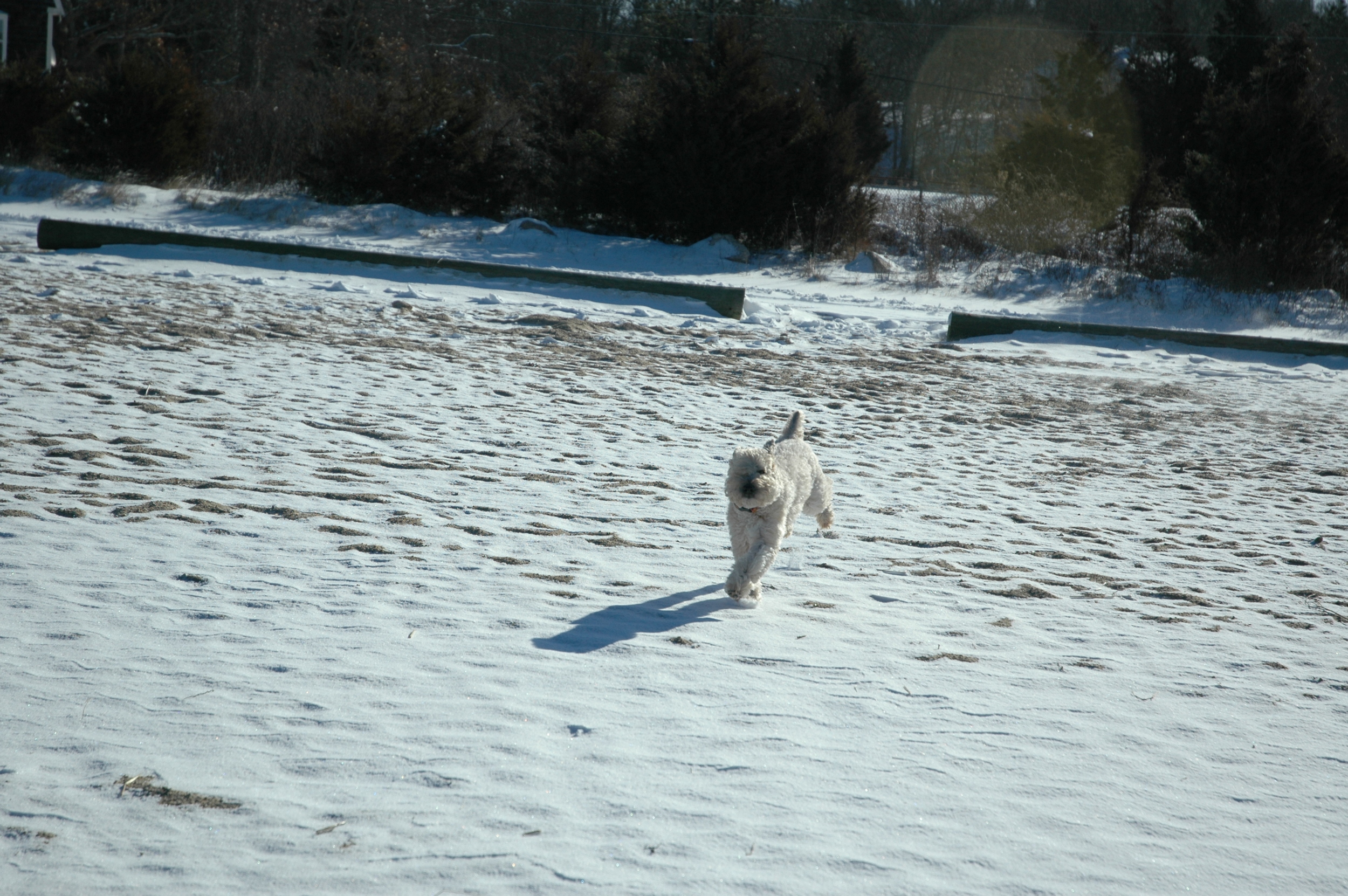 Dogs-72.JPG
