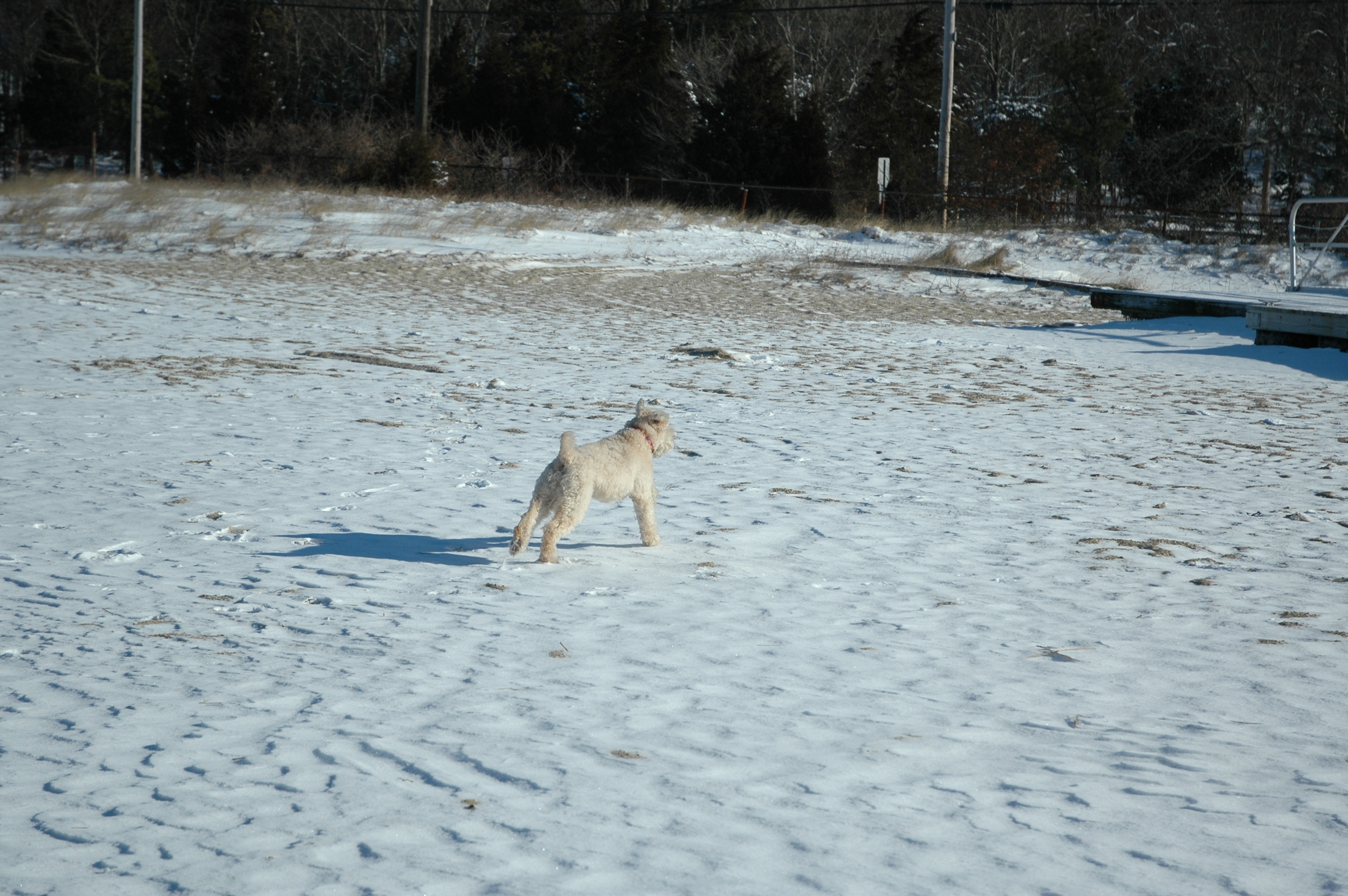 Dogs-76.JPG