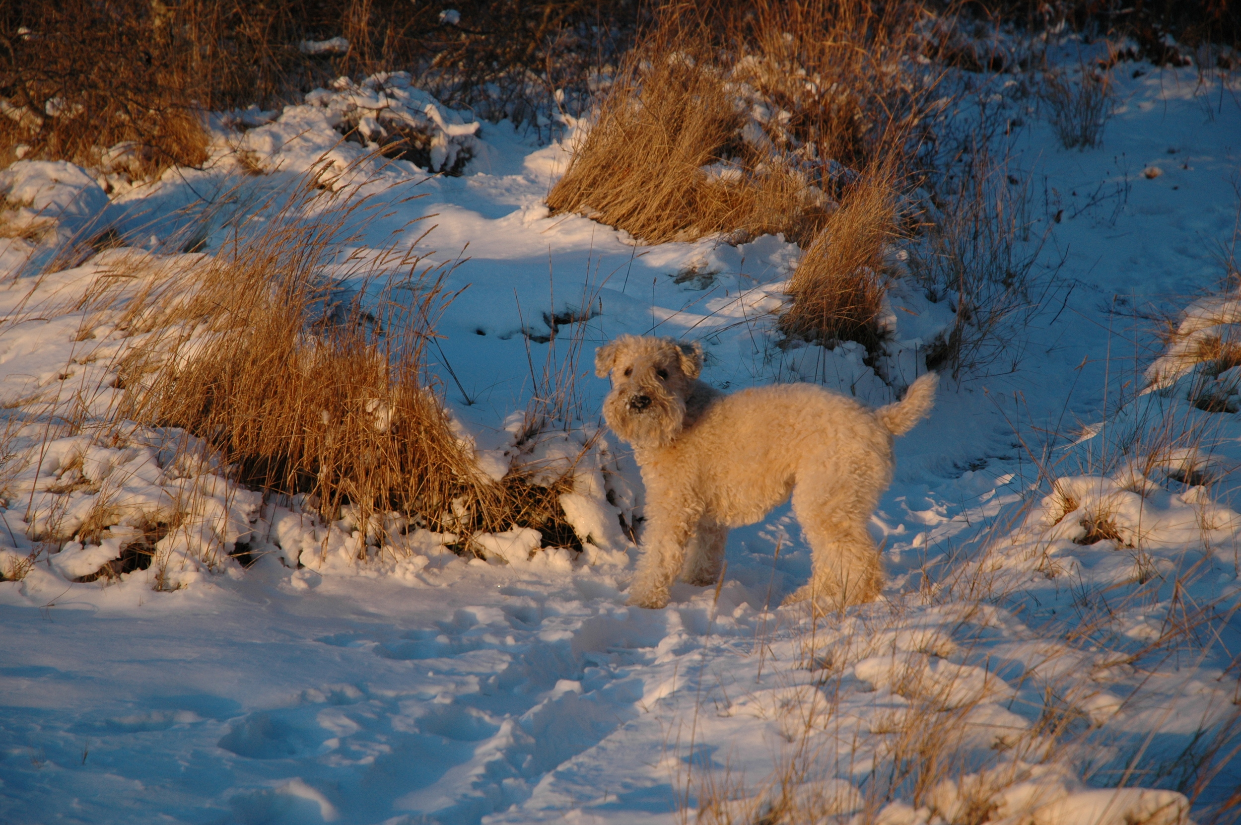 Dogs-80.JPG