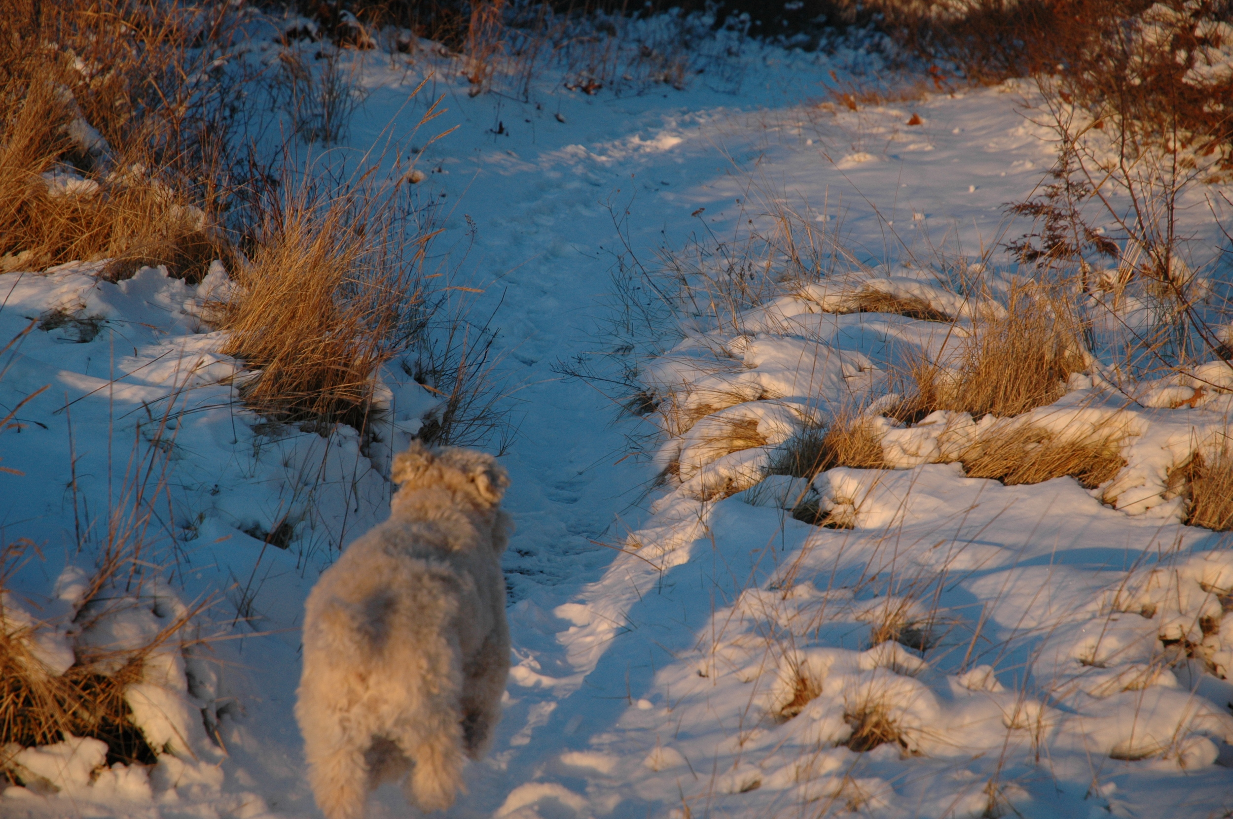 Dogs-81.JPG