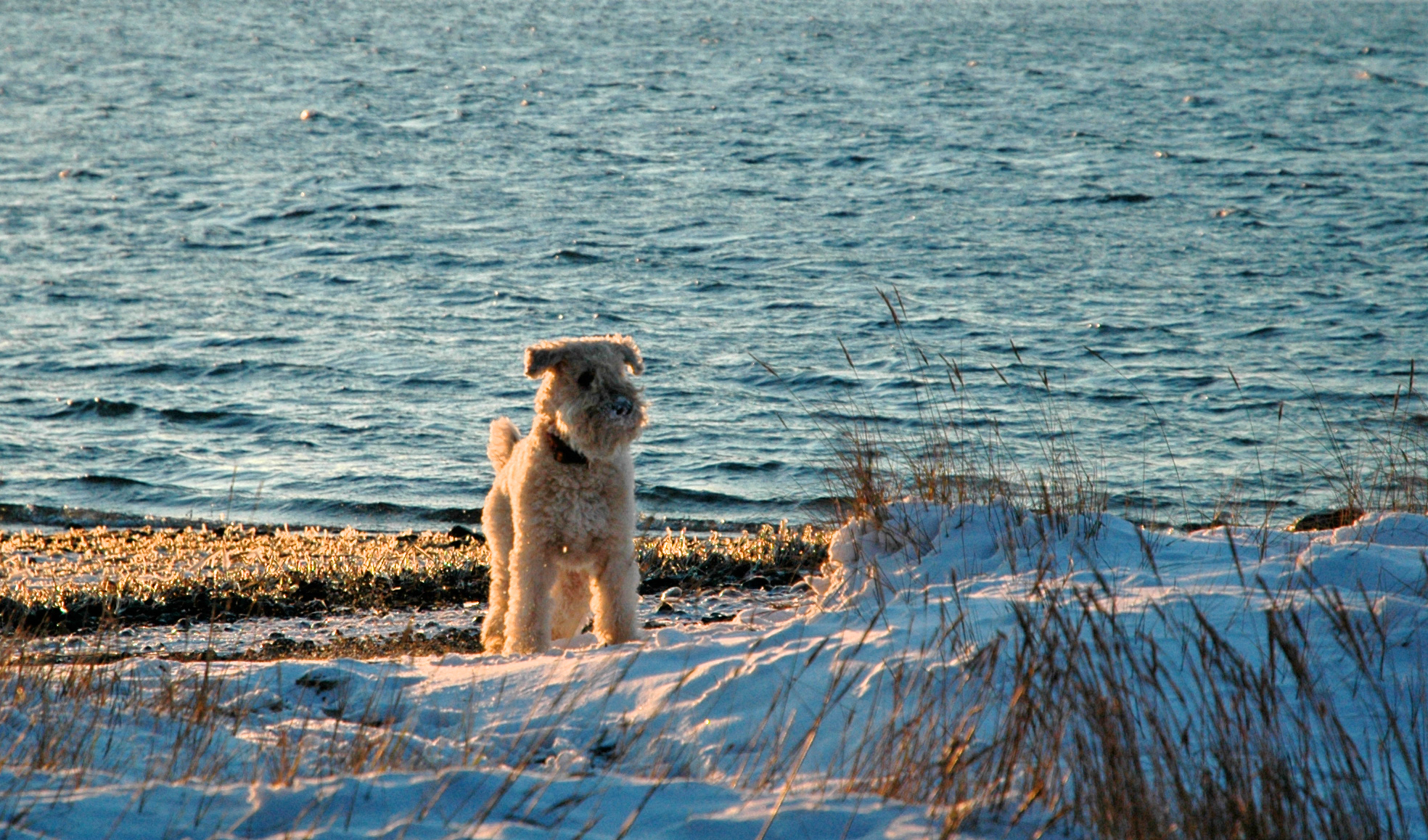 Dogs-86.JPG