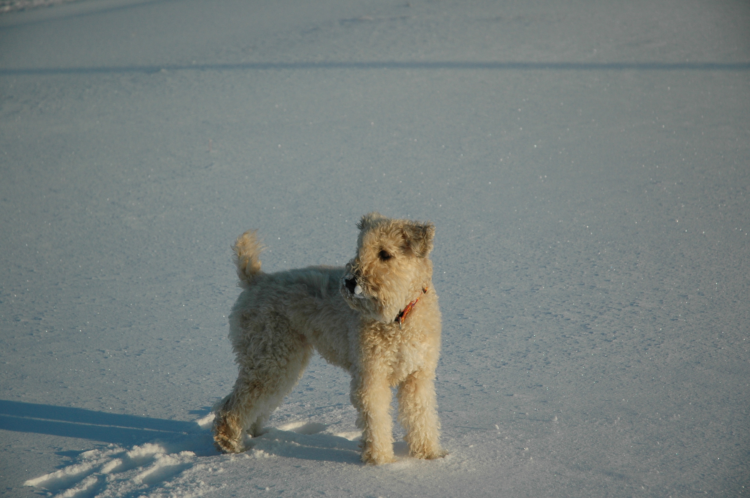 Dogs-101.JPG
