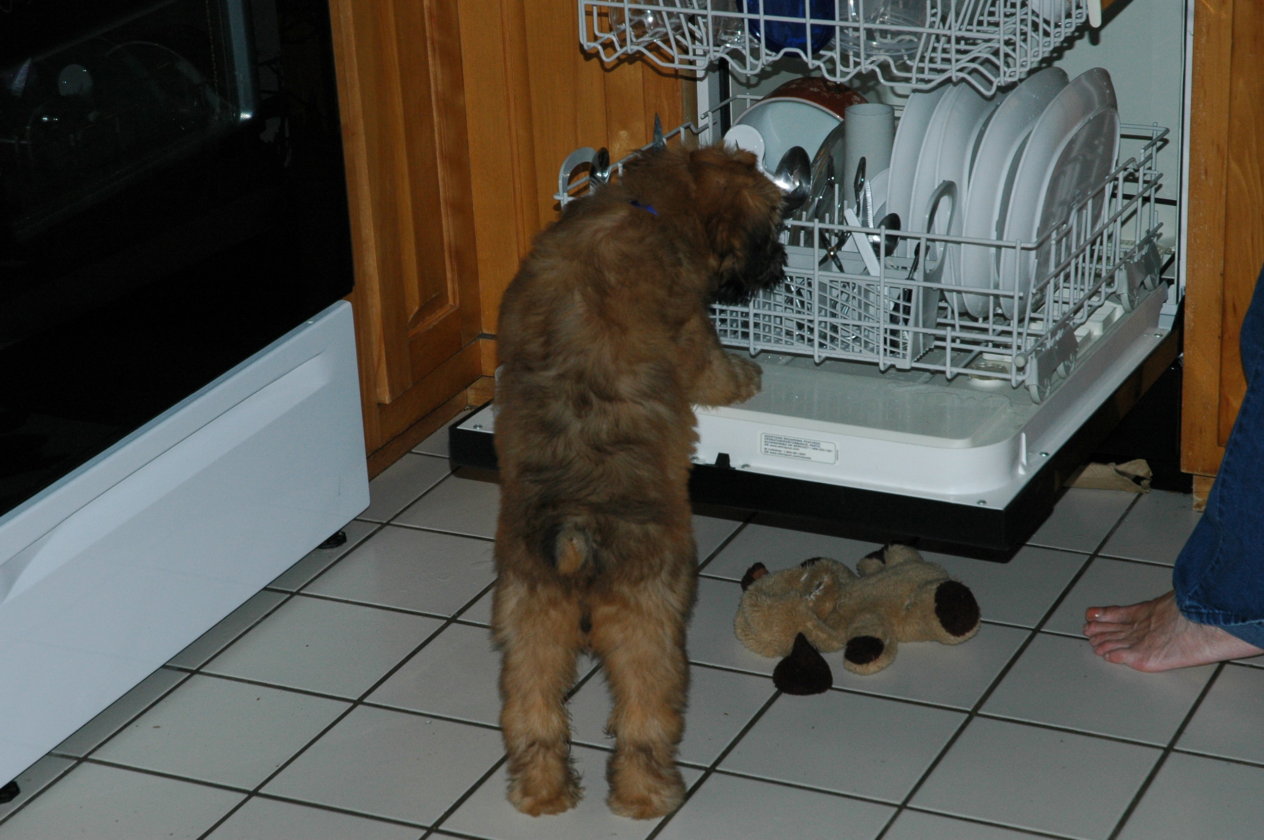 Dogs-166.JPG