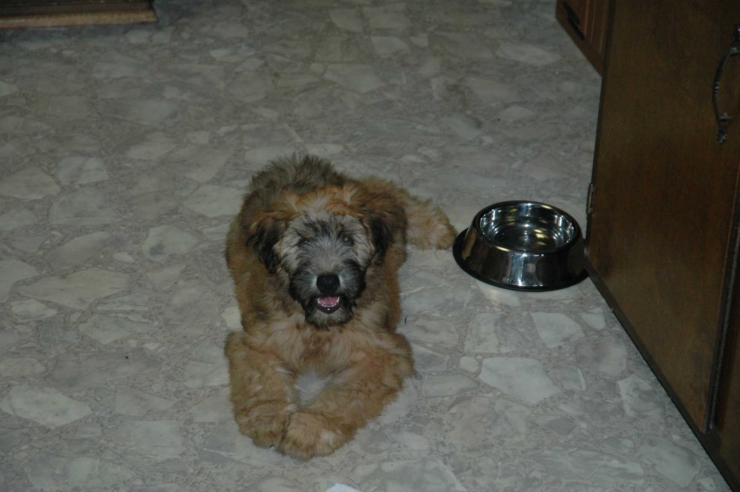 Dogs-203.JPG