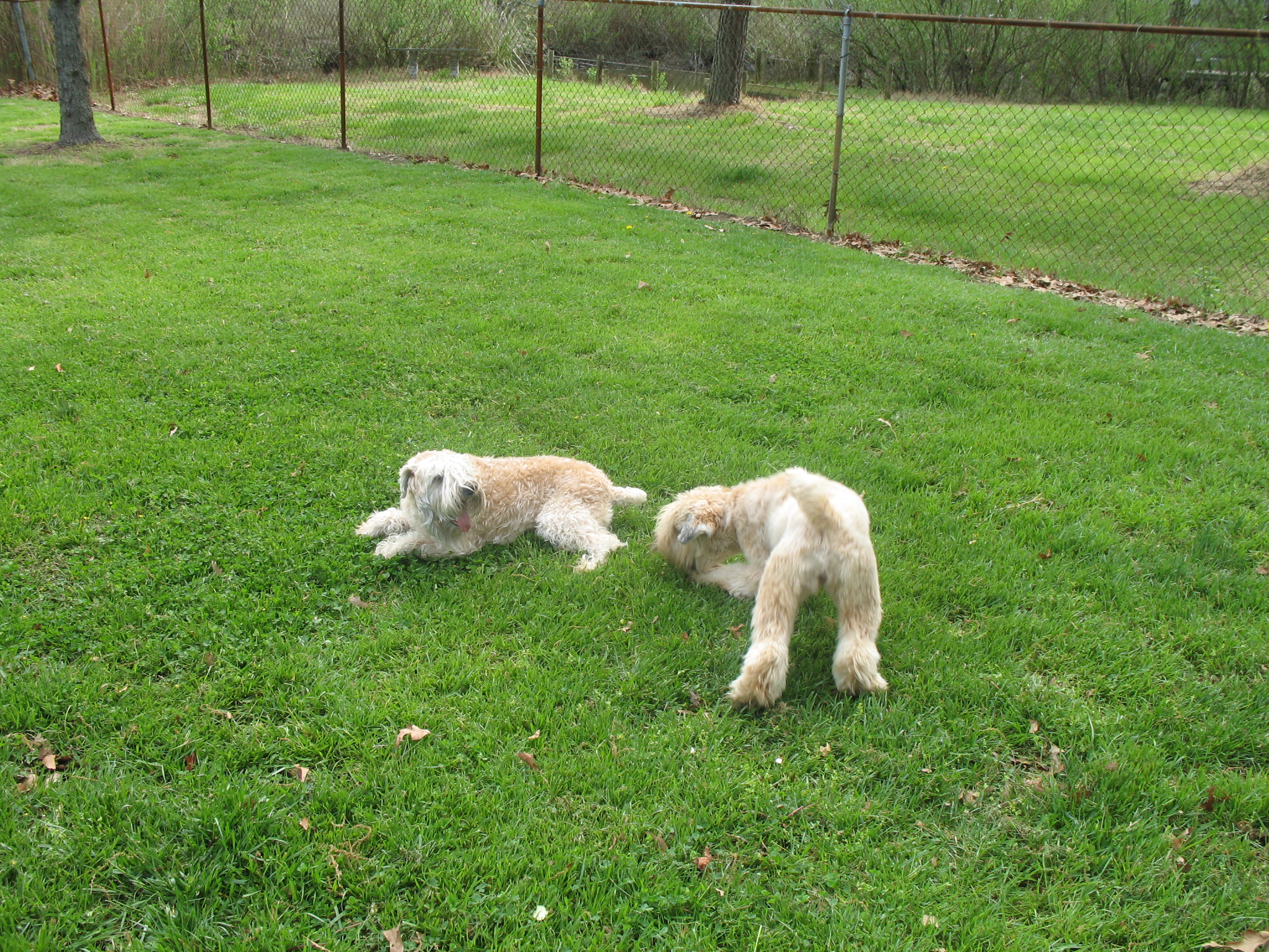 Dogs-435.jpg