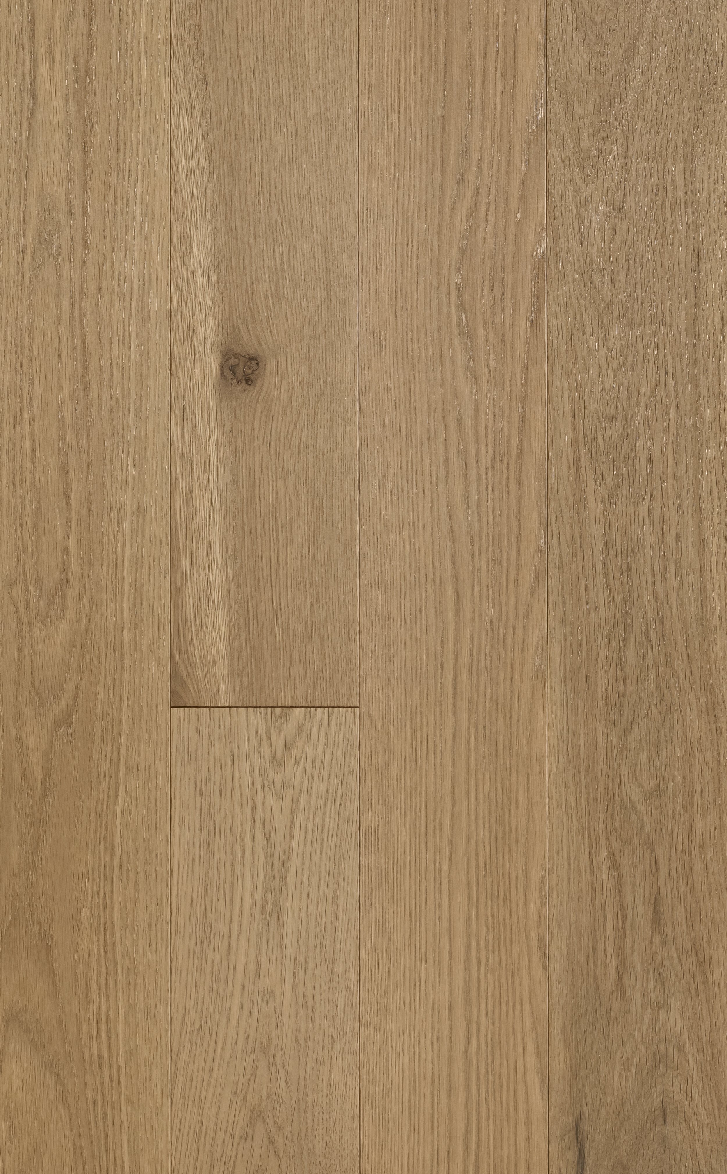 Sandbar White Oak