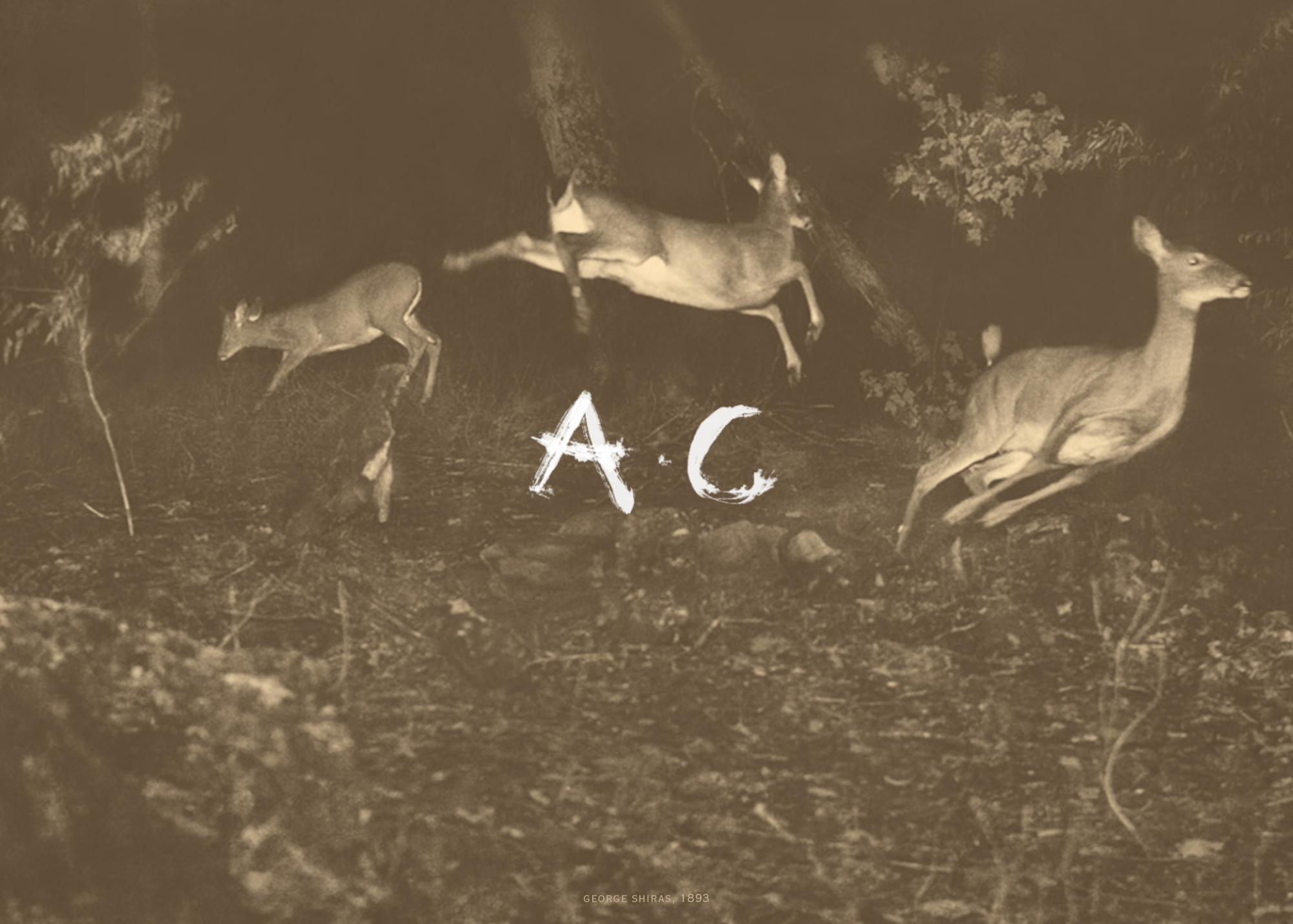 image credit to george shiras iii.png