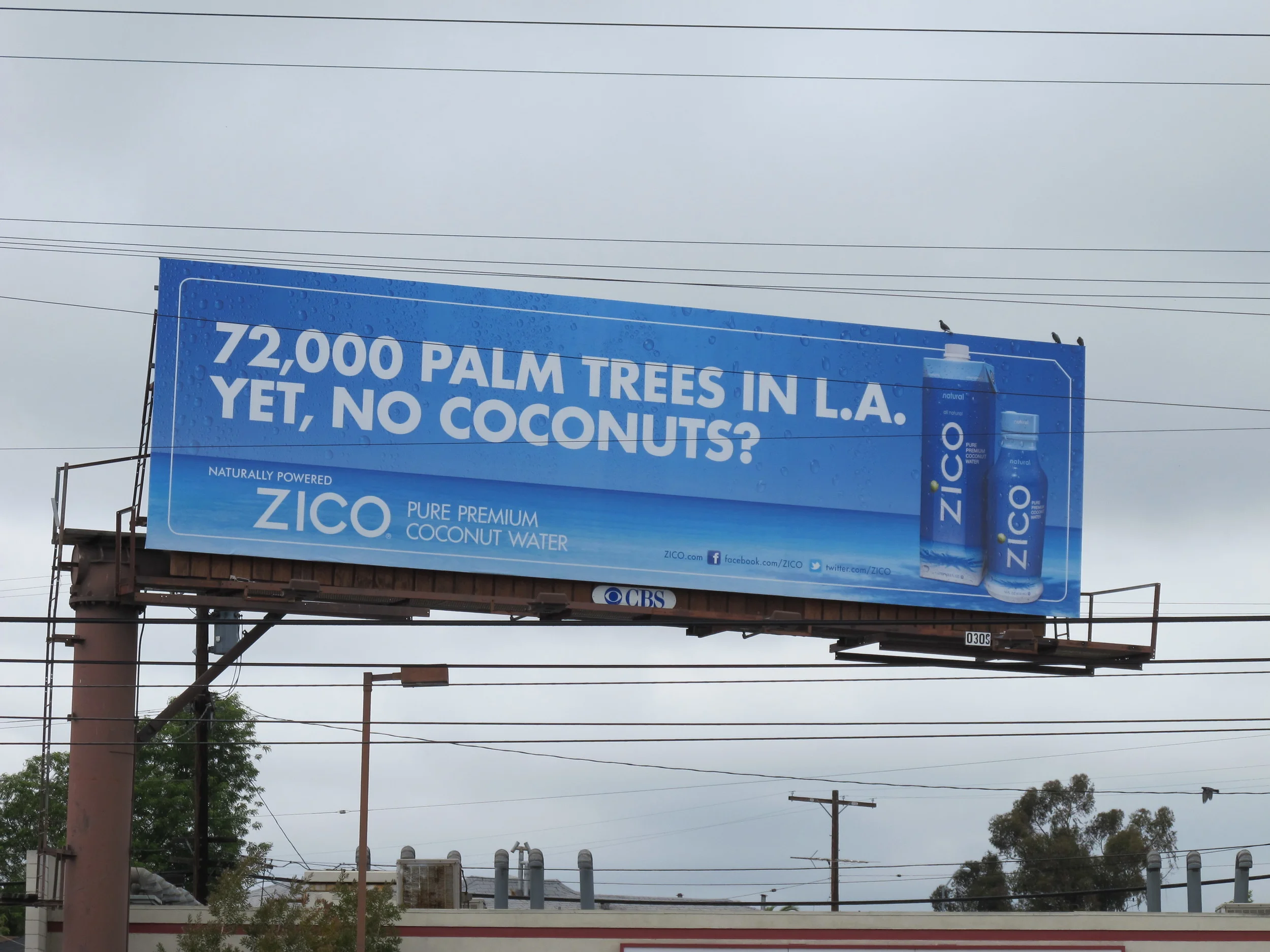 PalmTrees copy.JPG