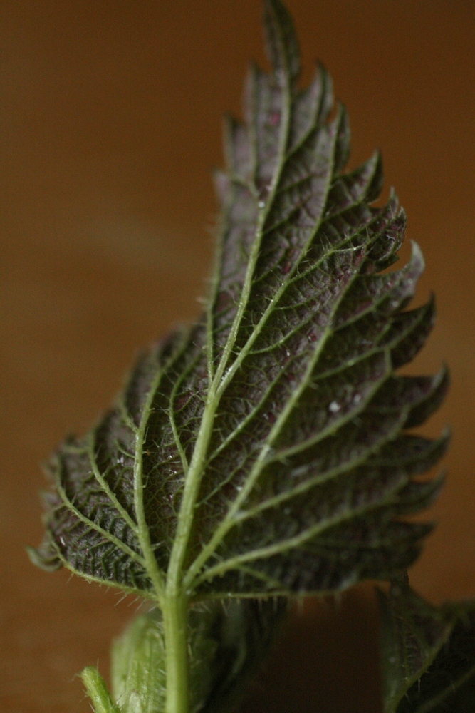Nettle leaf