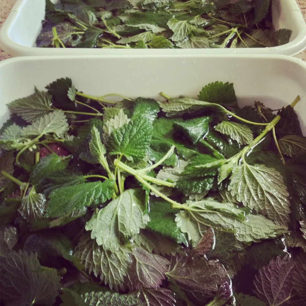 Nettle Bath.JPG