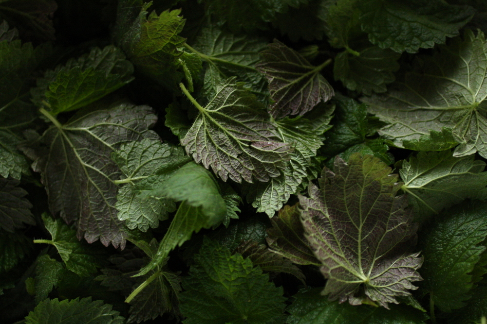 Nettle Leaves.JPG