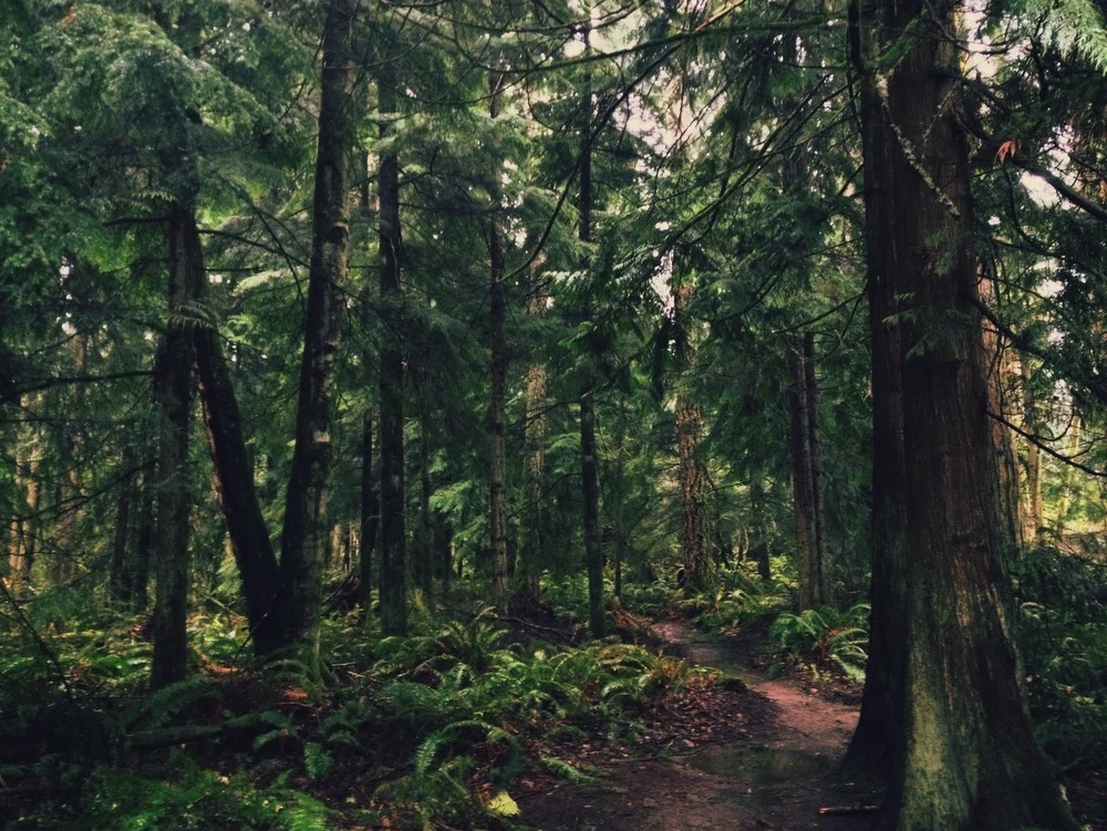 Nettle Stomping Grounds.JPG