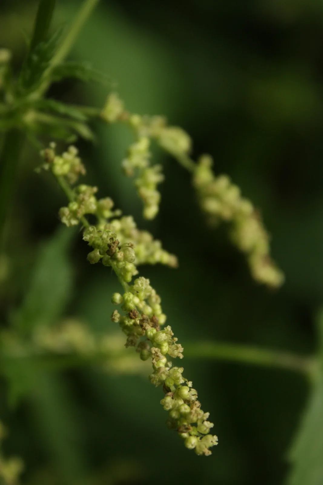 Nettle in flower.JPG