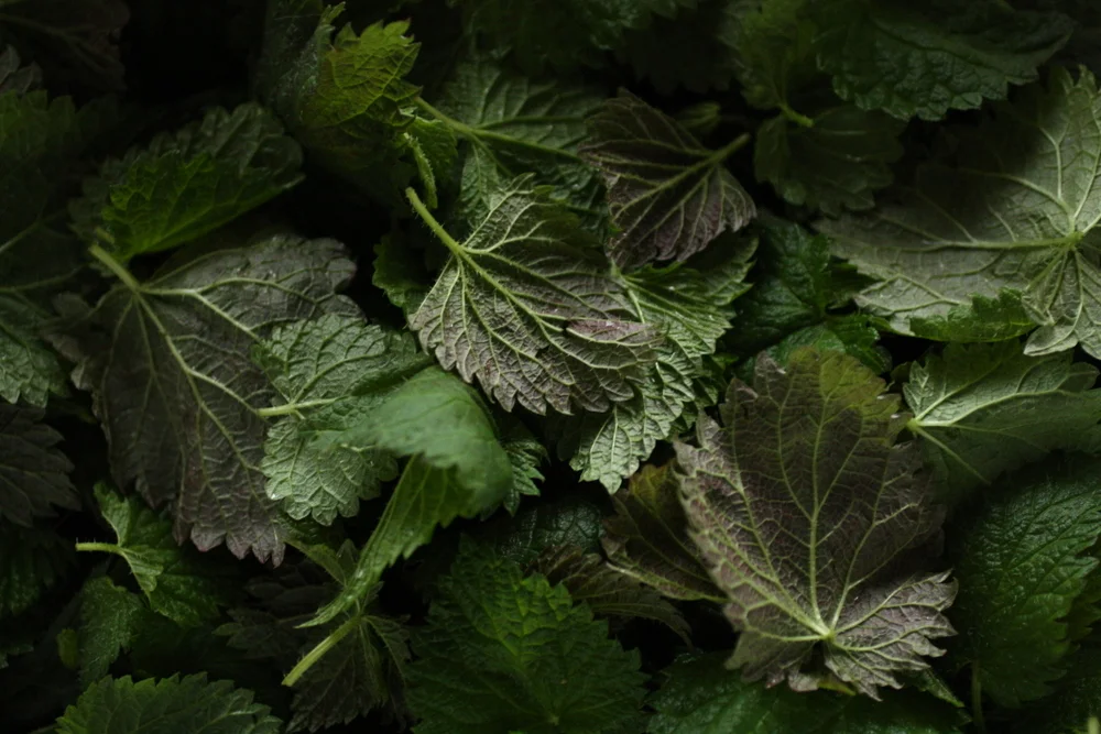 Nettle Leaves.JPG