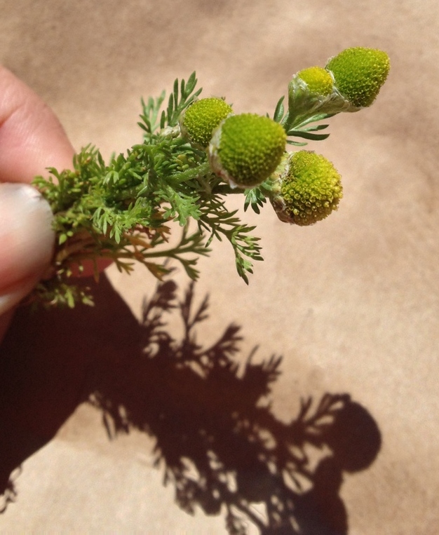  Picked up some pineapple weed from the gravelly parking lot. My intention was to infuse this into rum, but honestly I forgot about this batch until I found it withered later. Anyway, pineapple weed is a common weed to find in gravelly spots, and tho