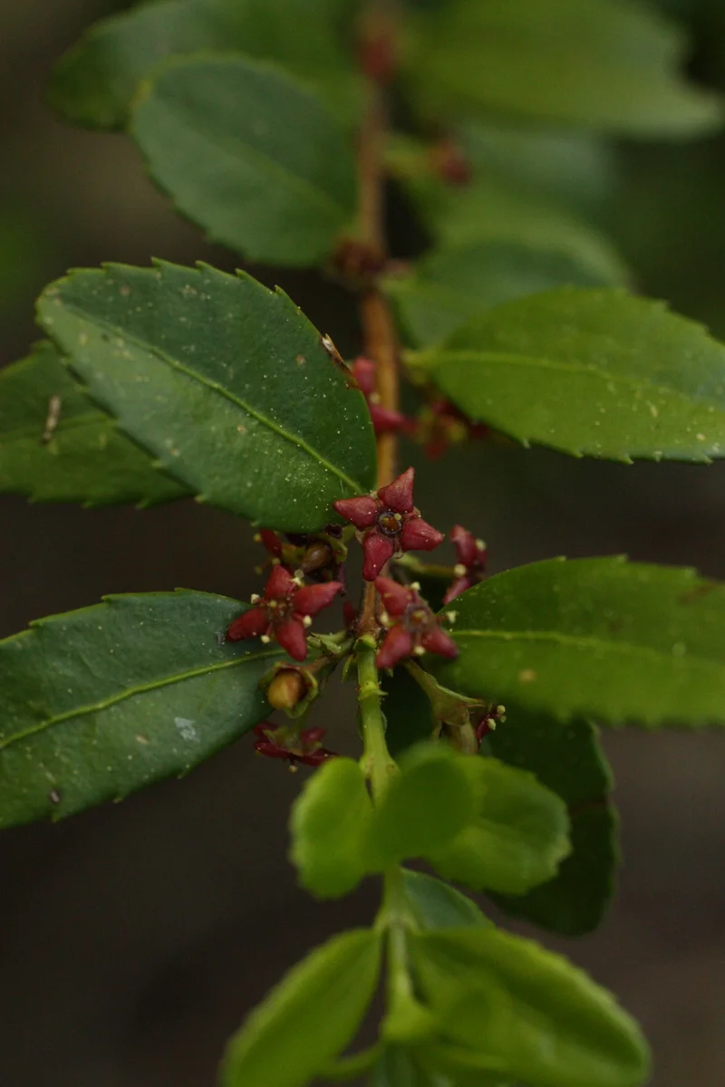  I went on a short ramble to, of course, look at plants. Like this Oregon boxleaf (Paxistima myrsinites/Celastraceae family) 