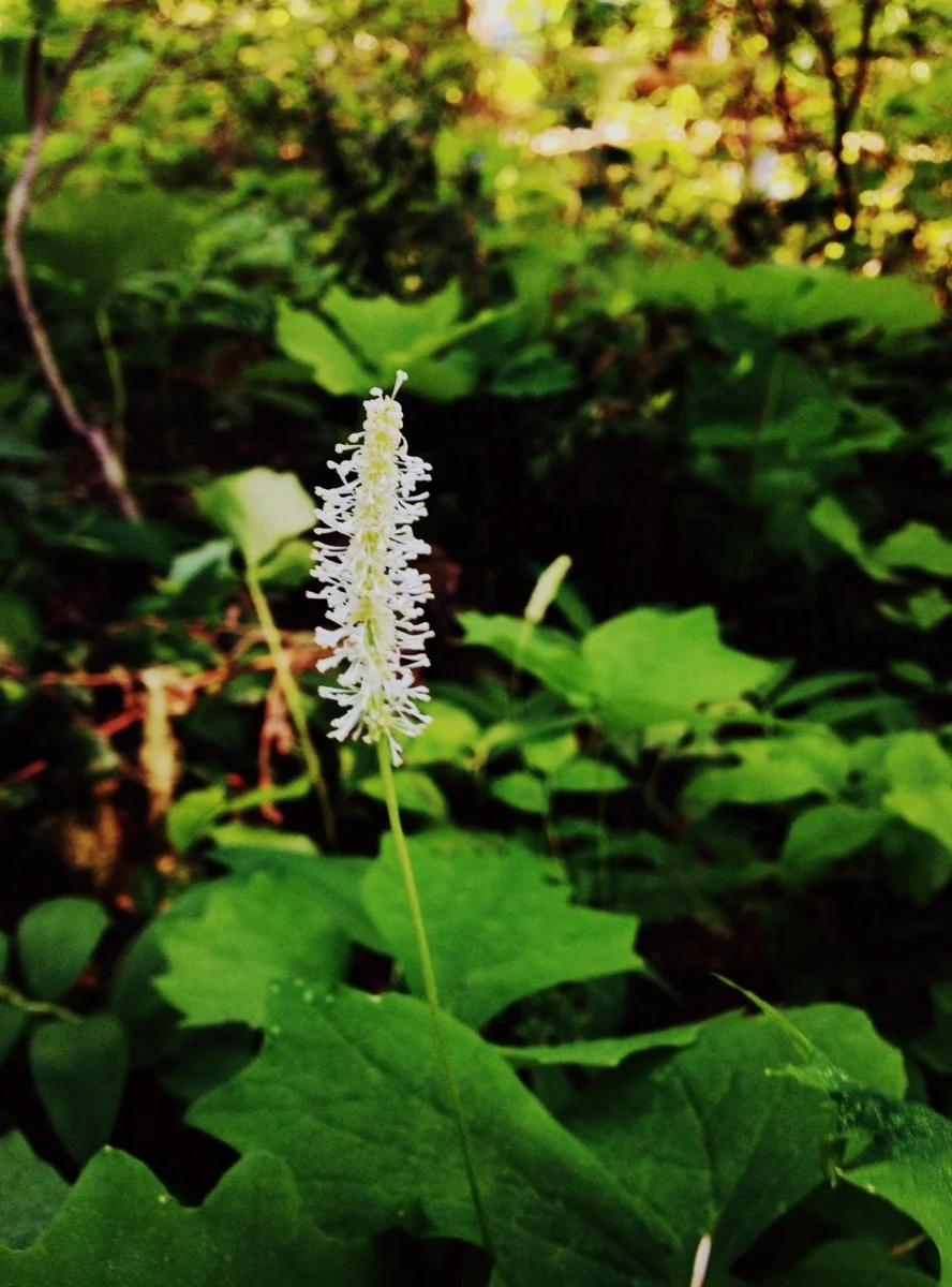  And blooming vanilla leaf (Achlys triphylla/Berberidaceae) 