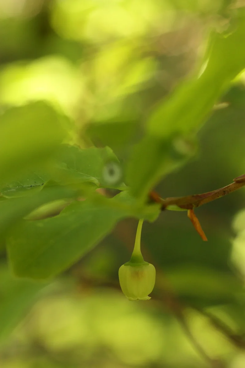  And some huckleberries. (NOTED.) 