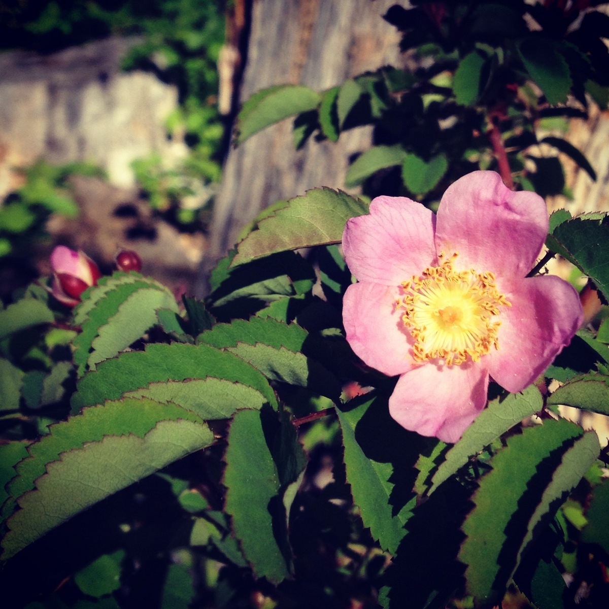  I did more walking around looking at plants. Nootka rose 