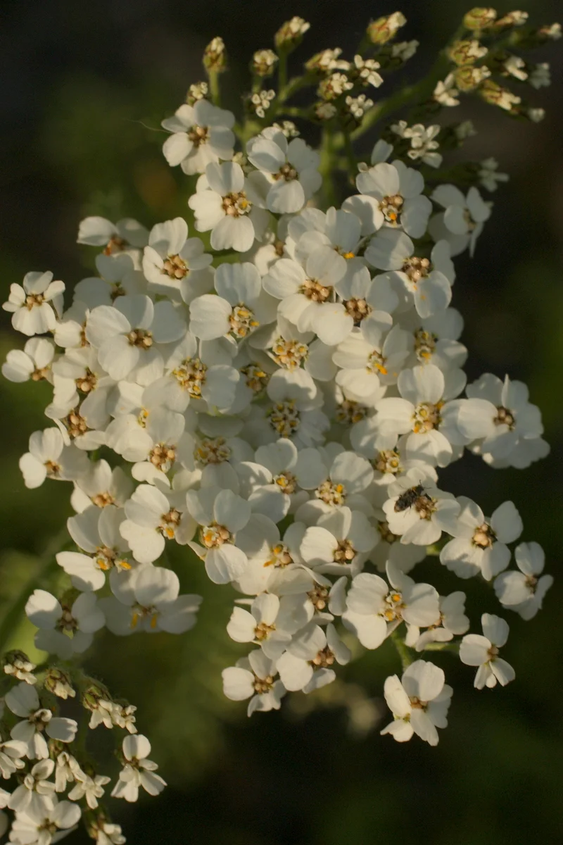  Yarrow 