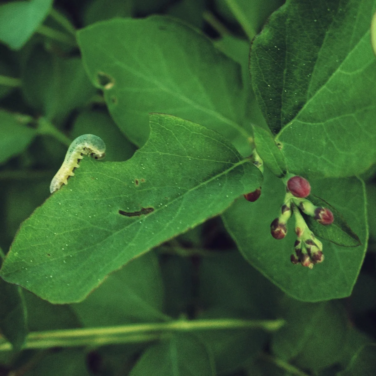  Snow berry plant (if I remember right) getting nibbled on 