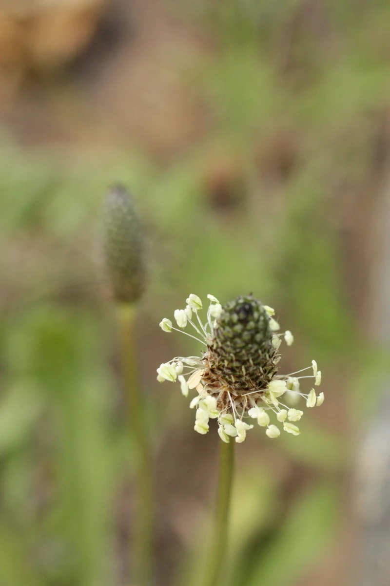  Lanceleaf plantain 