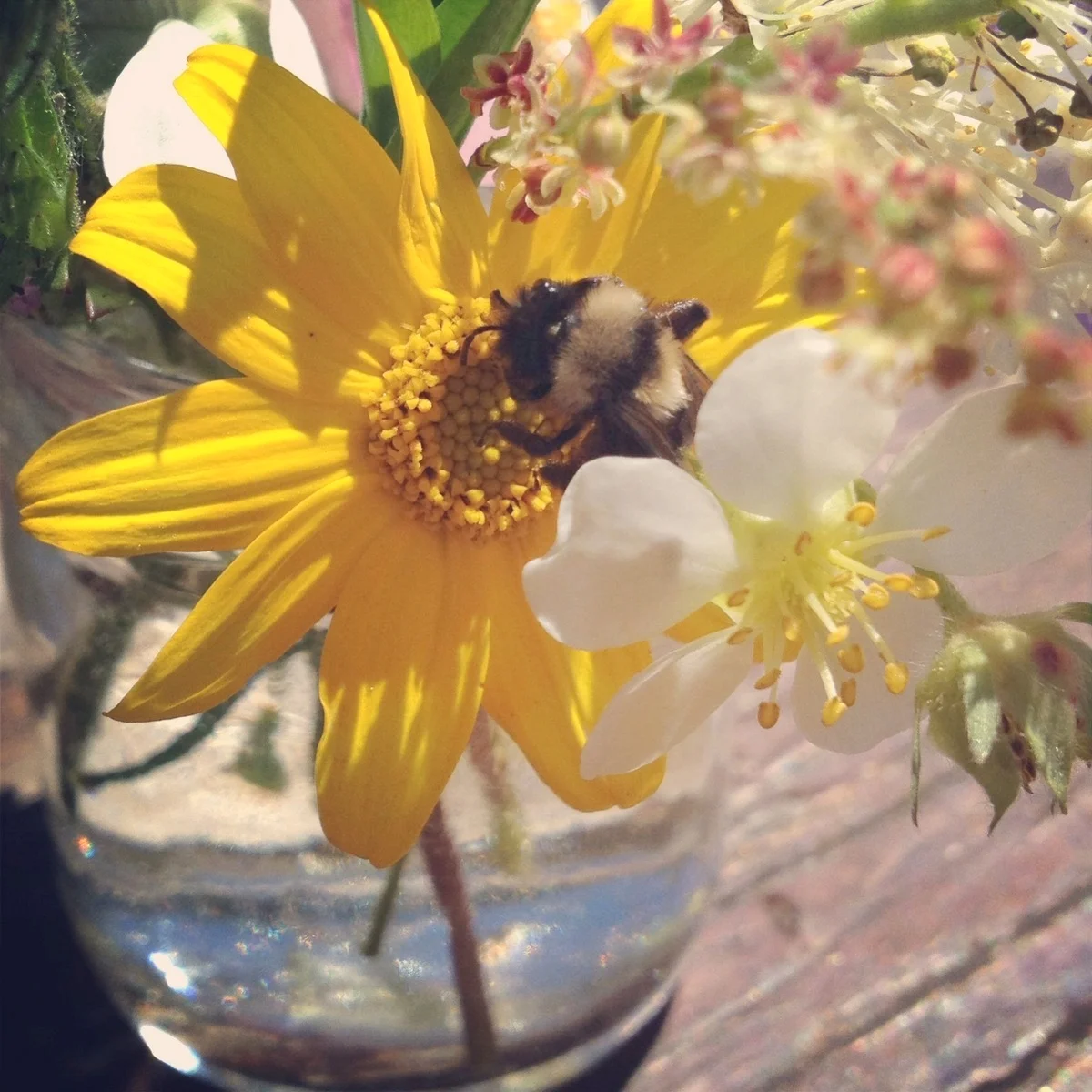  This bee was a total fan of my new idea. 