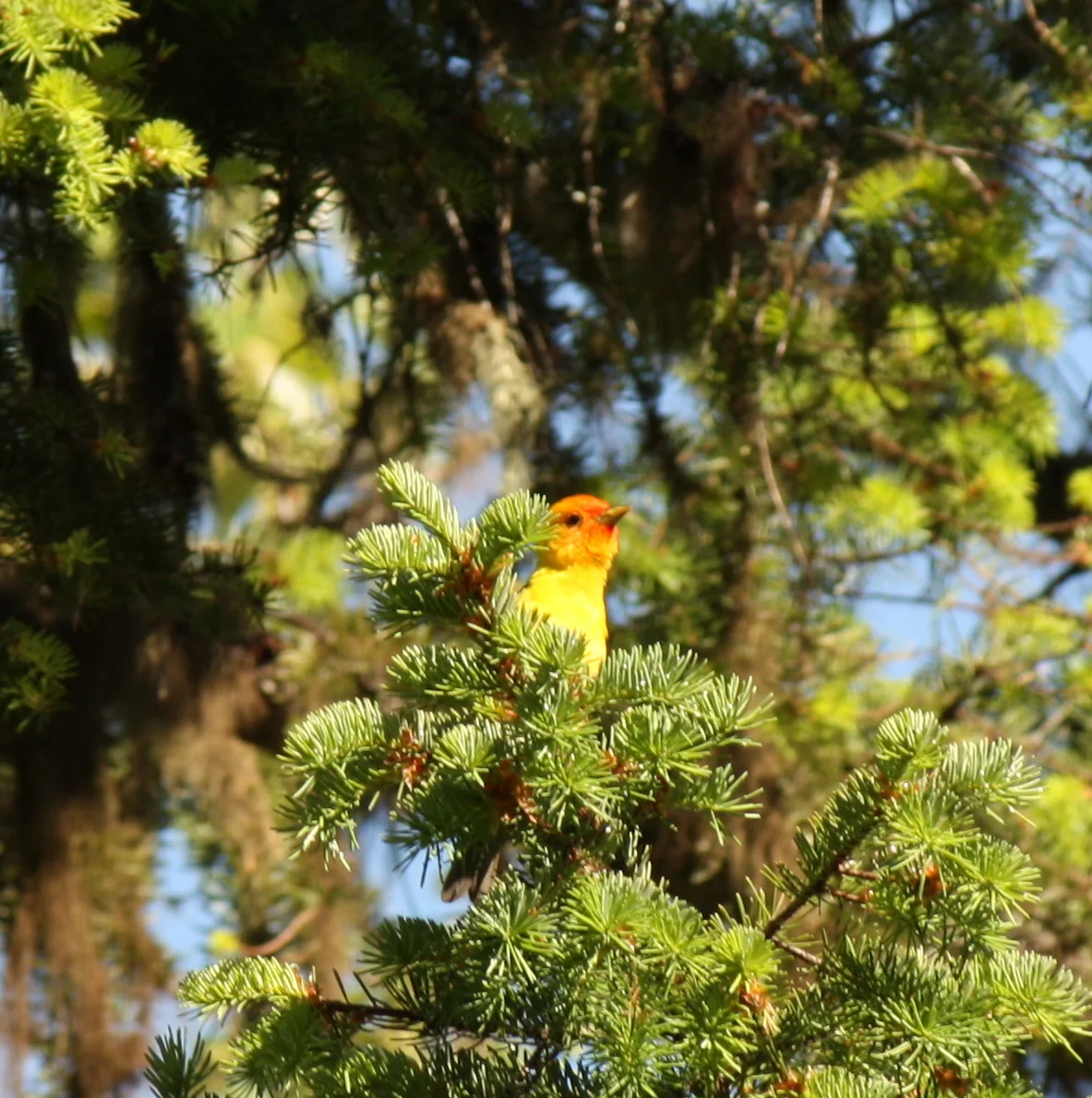  Speaking of fauna, here were some of our other campsite neighbors. Western Tanager 